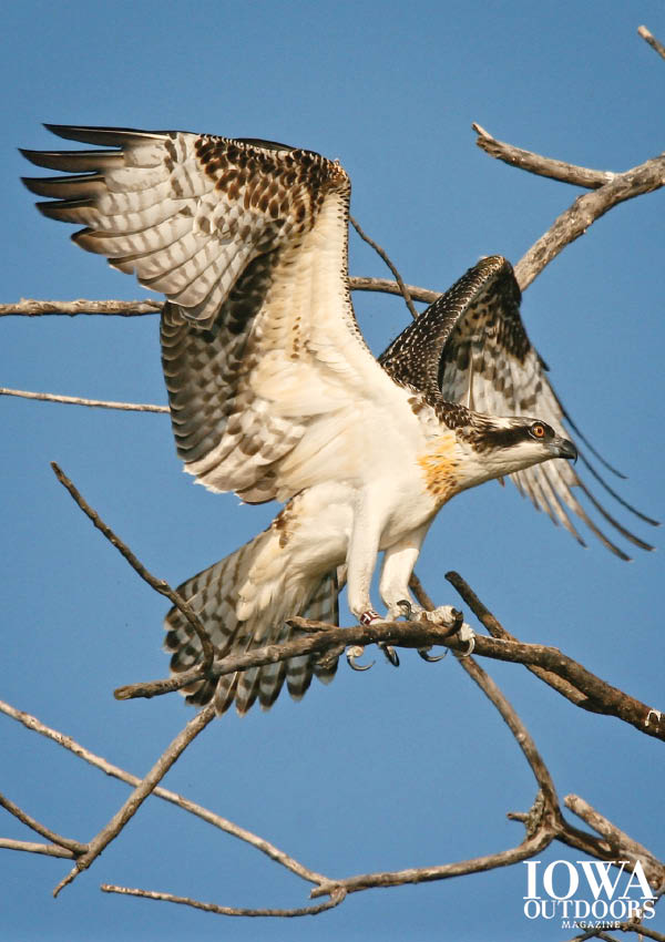 Ospreys are the only raptor with nose flaps that close, which means they can grab fish up to 3 feet under the surface | Iowa Outdoors magazine